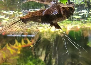 Afrikanischer Schmetterlingsfisch